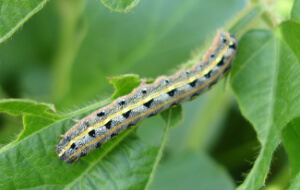 Armyworms