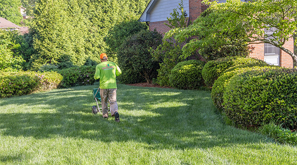 Photo of a Simply Green service manager seeding a fescue lawn with a seed spreader